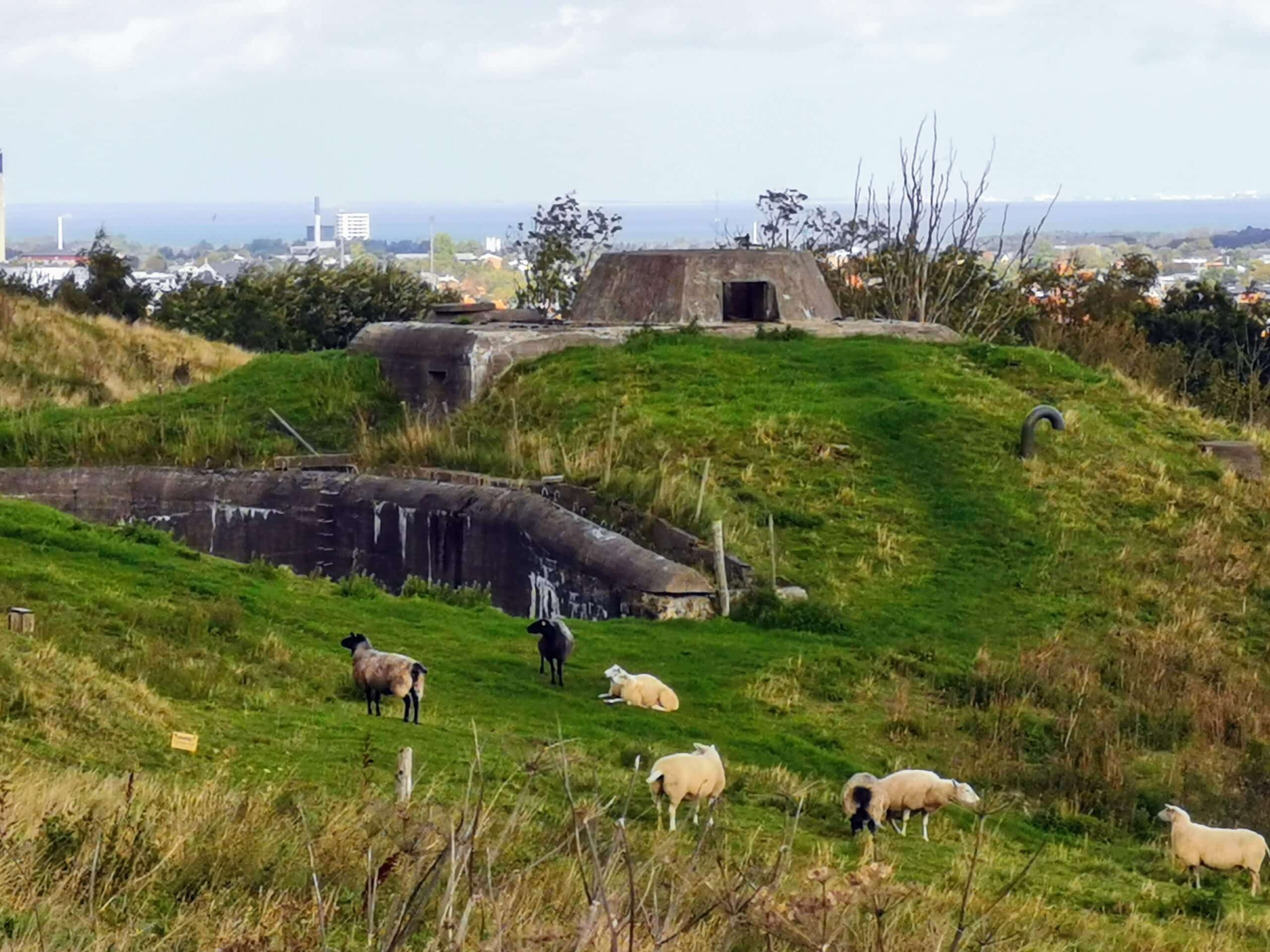Schafe grasen auf einem grasbewachsenen Hügel neben einer Festung.