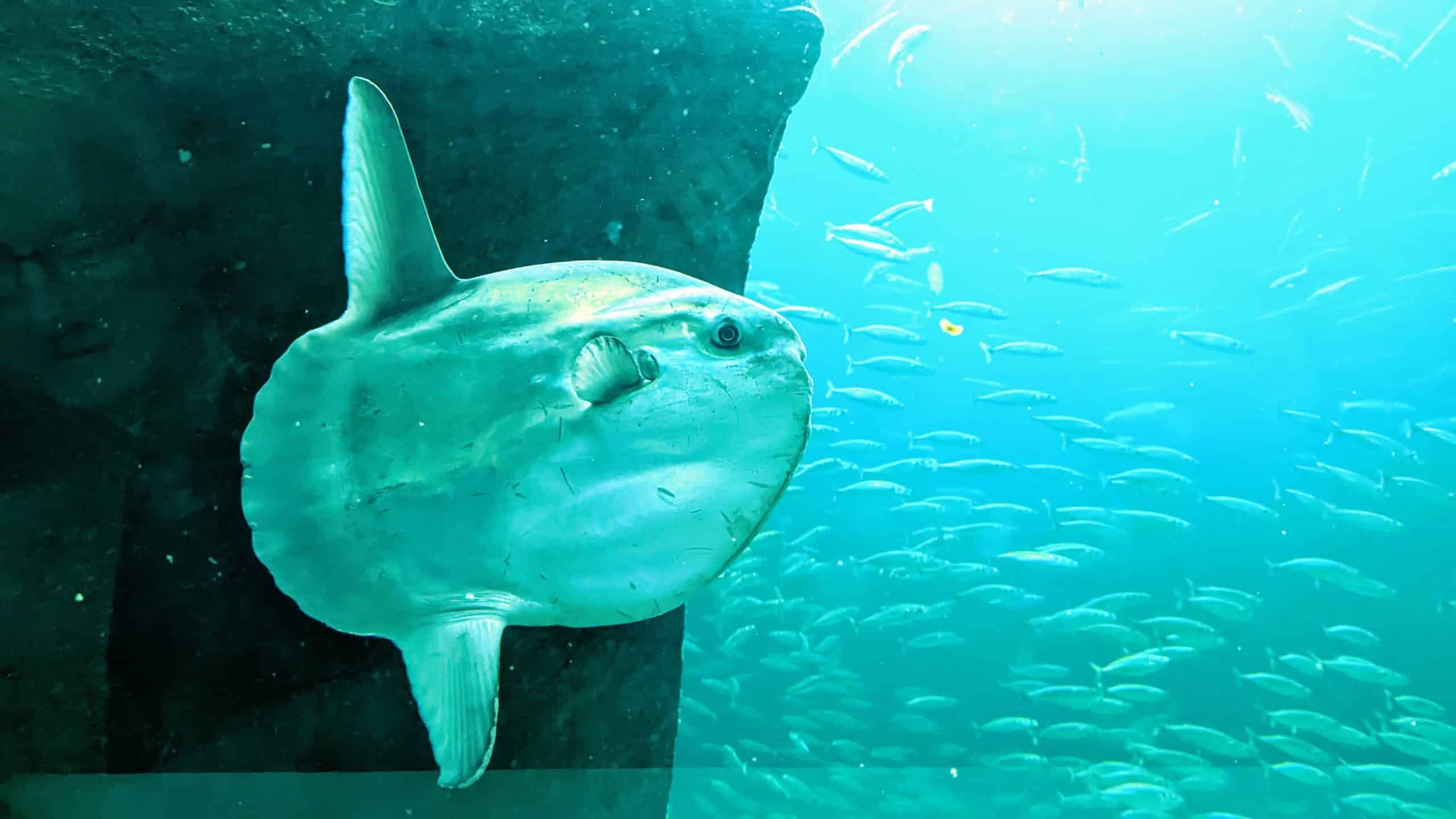 Ein großer Fisch schwimmt in einem Aquarium.