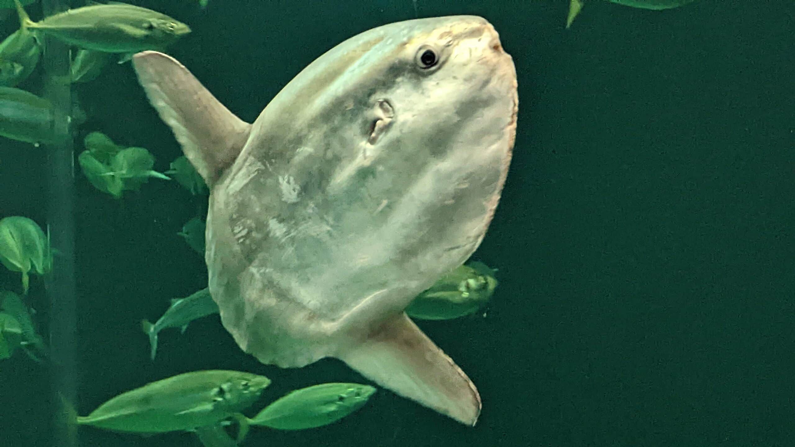 Ein Fisch, der mit anderen Fischen in einem Aquarium schwimmt.