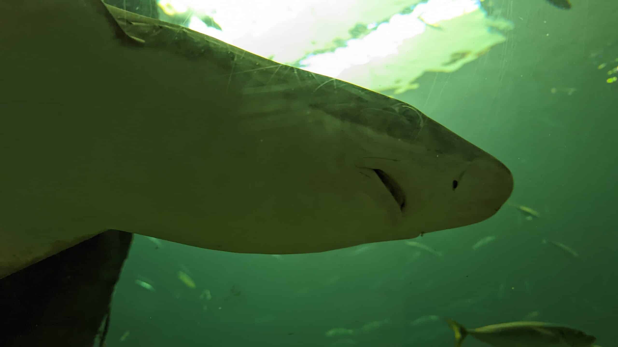Eine Nahaufnahme eines Hais in einem Aquarium.