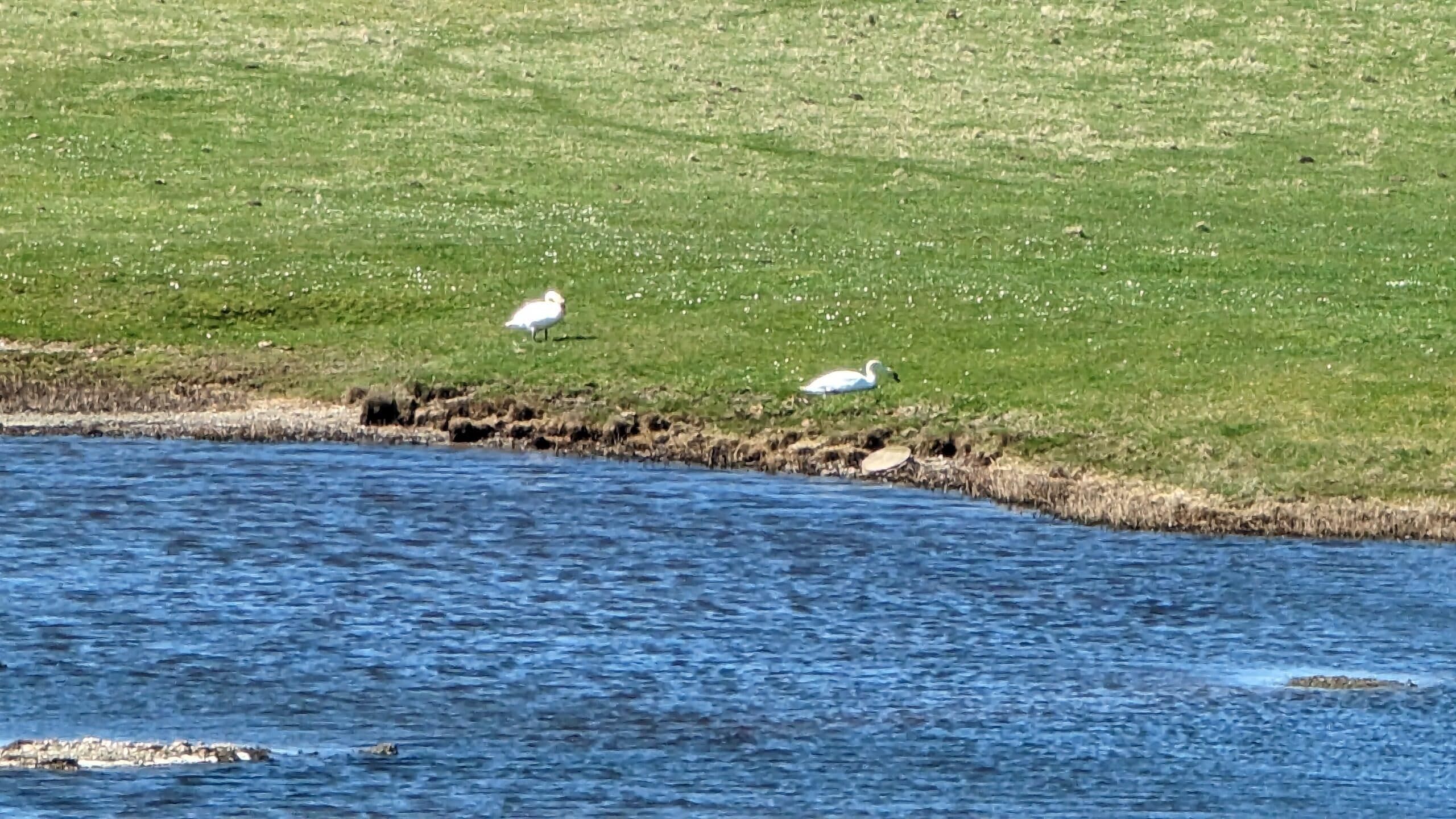 Zwei weiße Vögel stehen auf einem grasbewachsenen Hügel neben einem Gewässer.