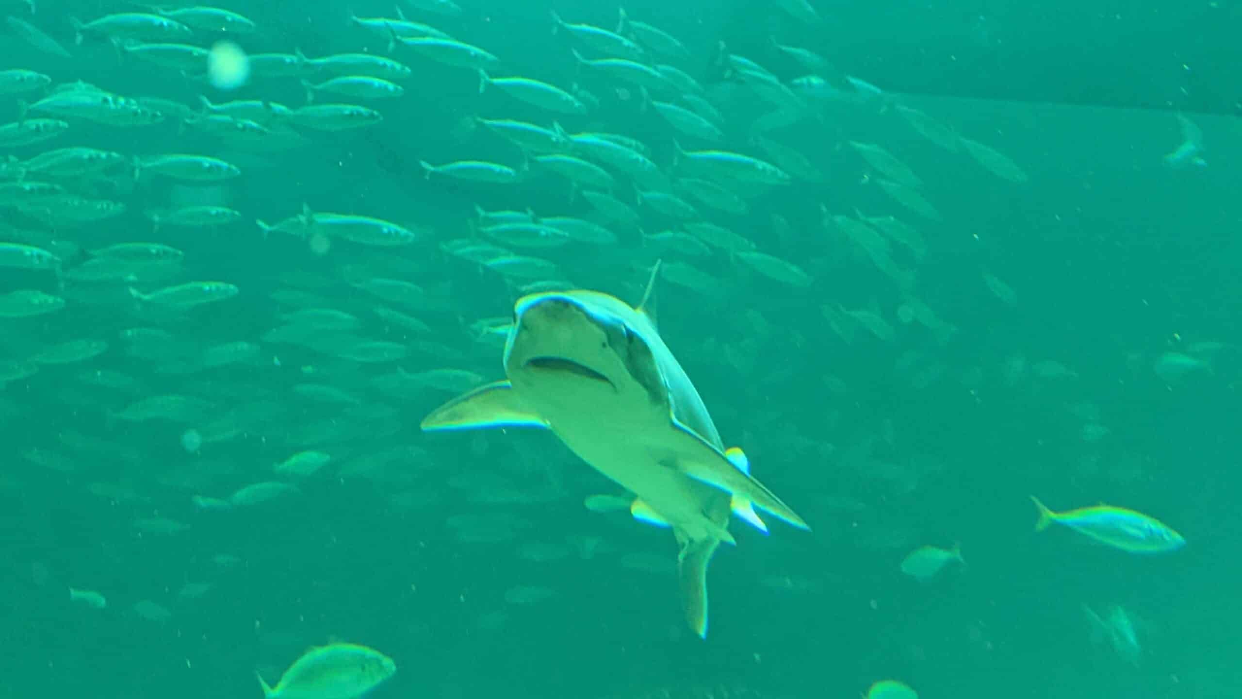 Ein Hai schwimmt in einem Aquarium mit vielen Fischen.
