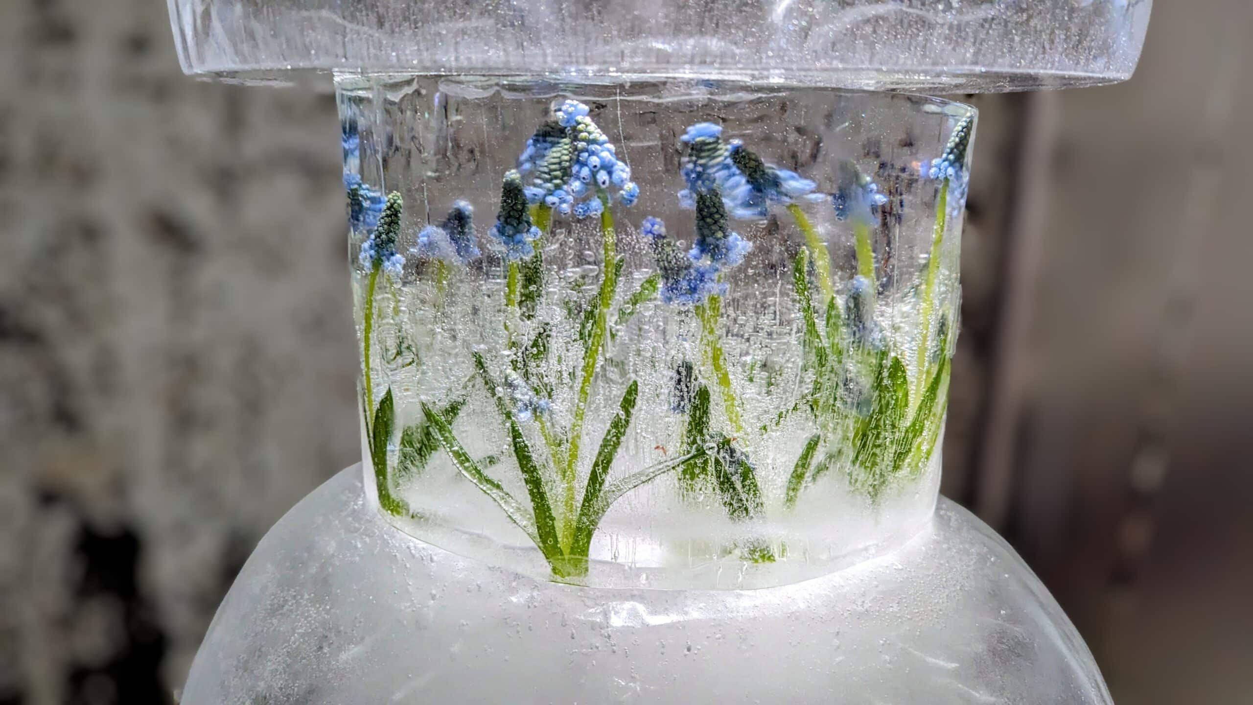 Eine blaue Blume im Eis.