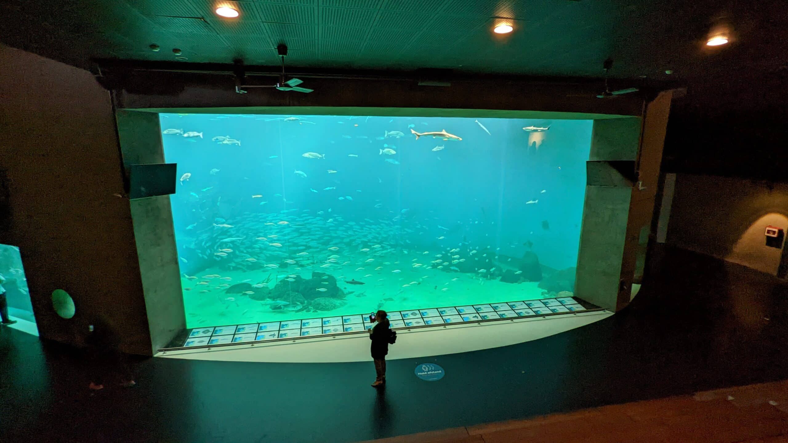 Ein großes Aquarium mit Fischen darin.