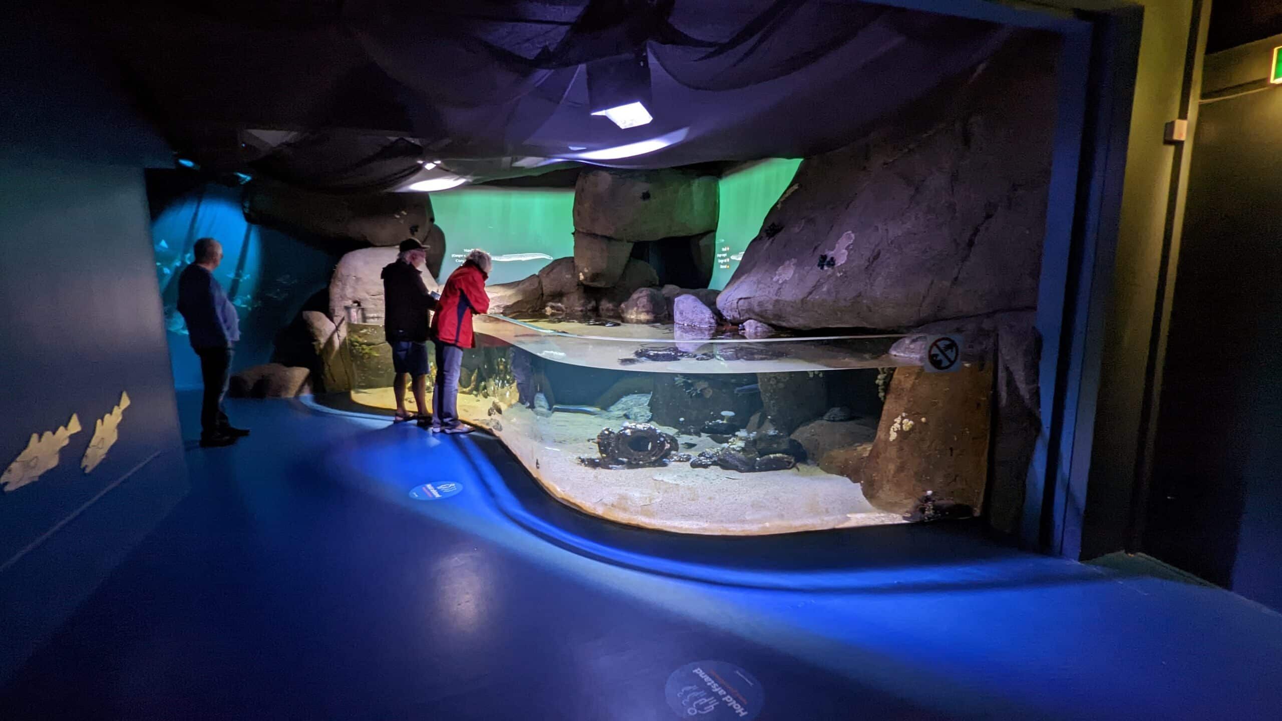 Eine Gruppe von Menschen betrachtet ein Aquarium in einem Museum.