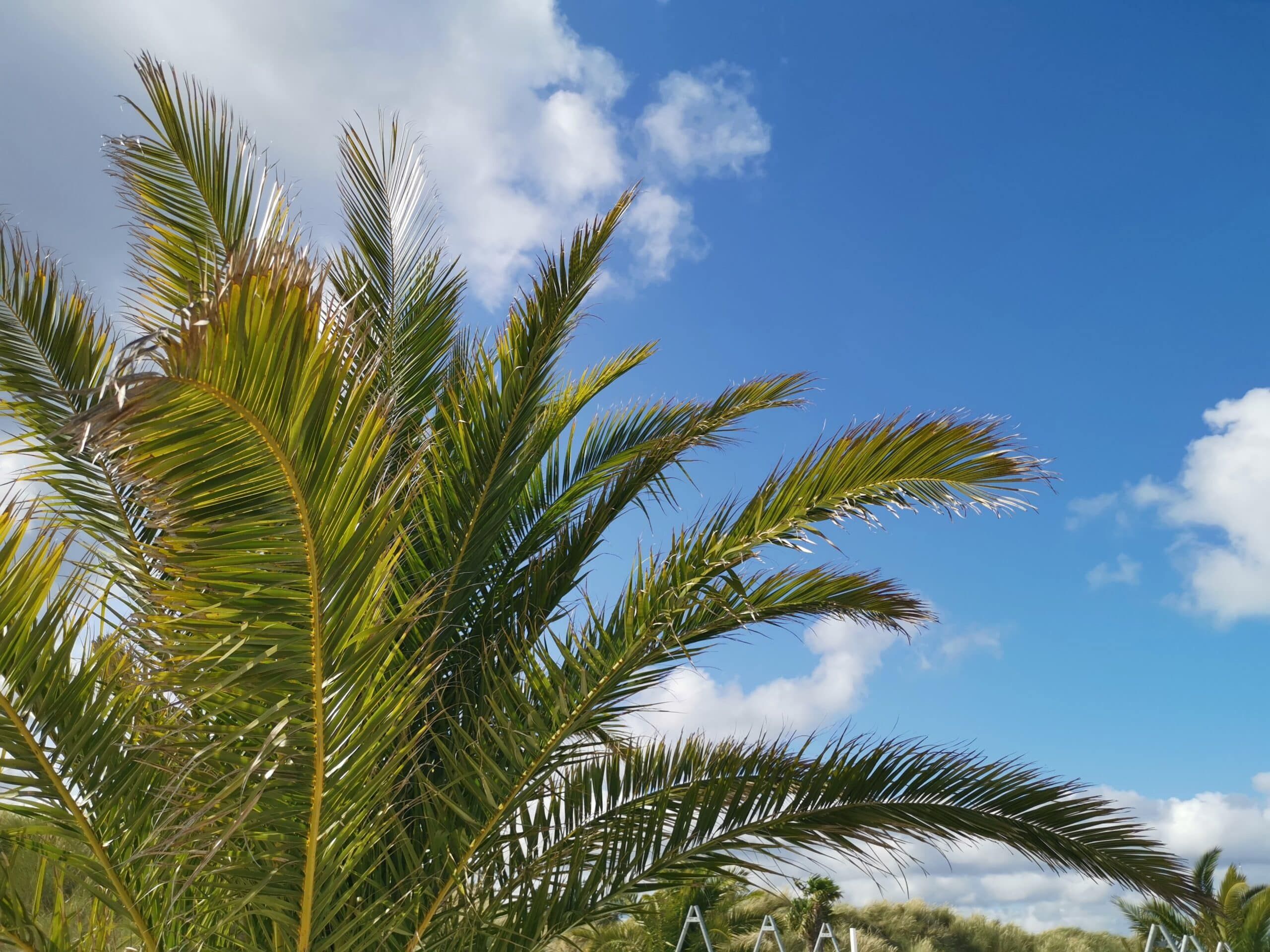 Eine Palme vor blauem Himmel.