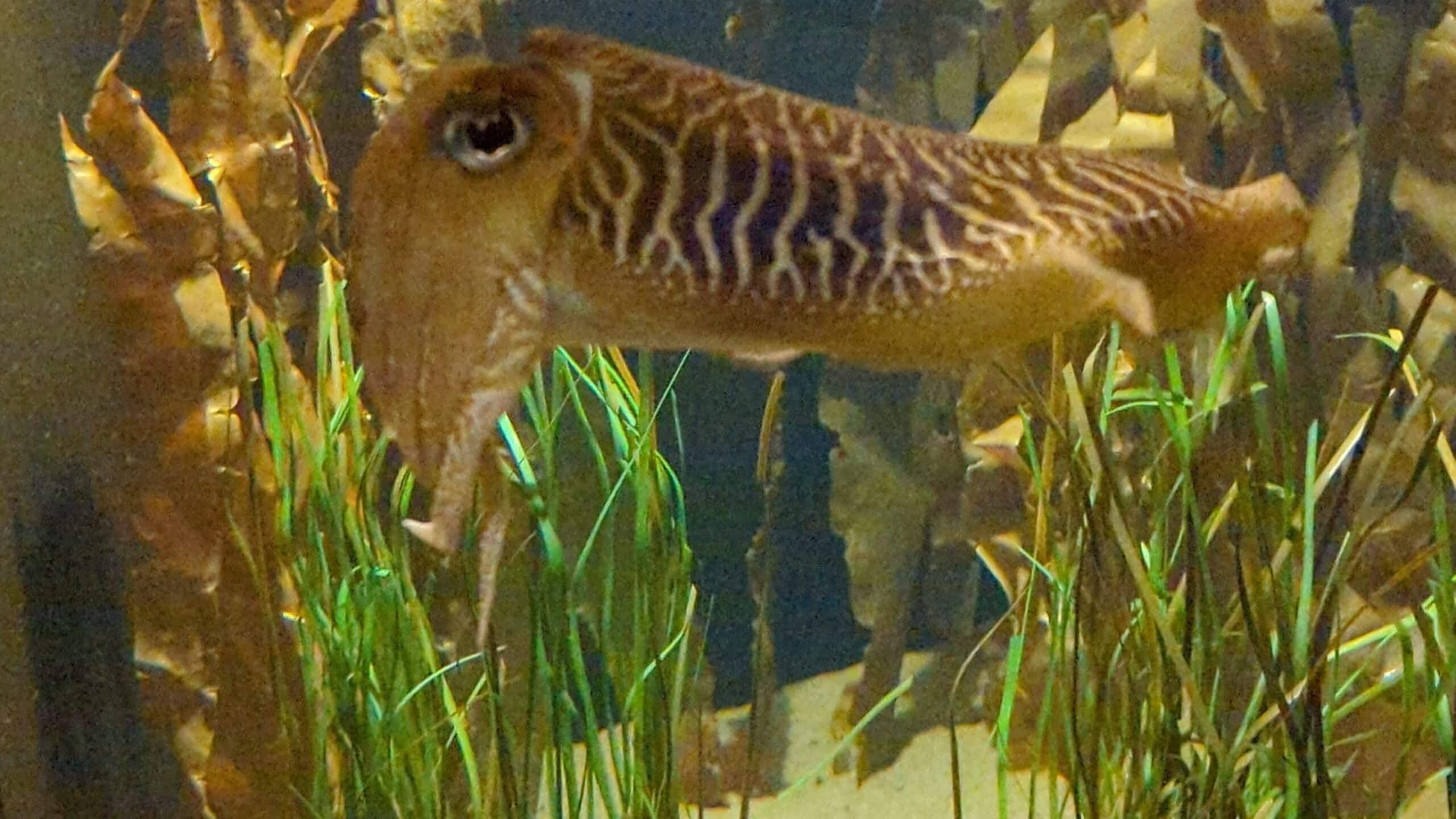 Ein Tintenfisch, der in einem Aquarium schwimmt.