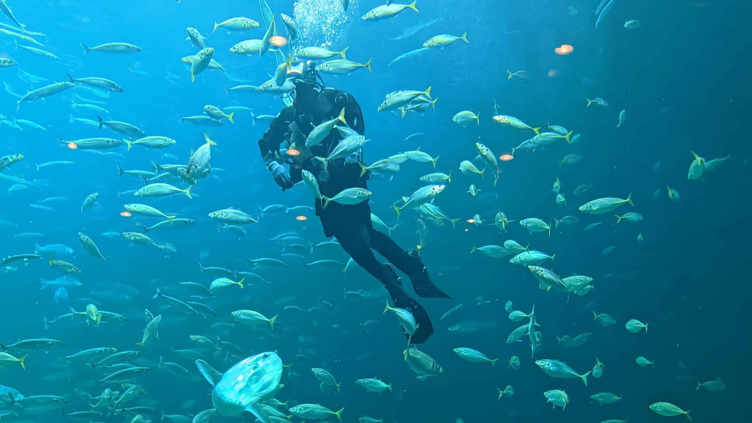 Ein Mann im Neoprenanzug schwimmt in einem großen Becken voller Fische.