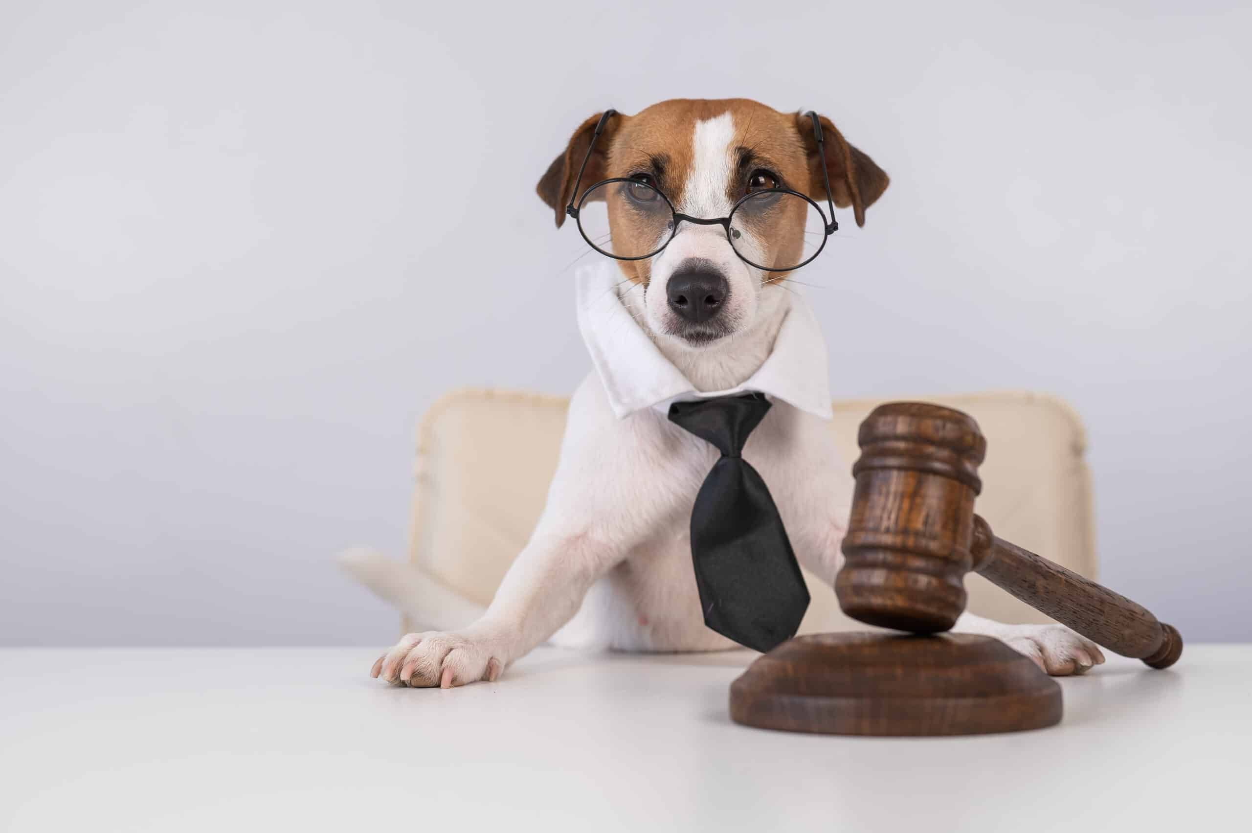 Ein Hund mit Brille und Krawatte sitzt mit einem Hammer an einem Tisch.