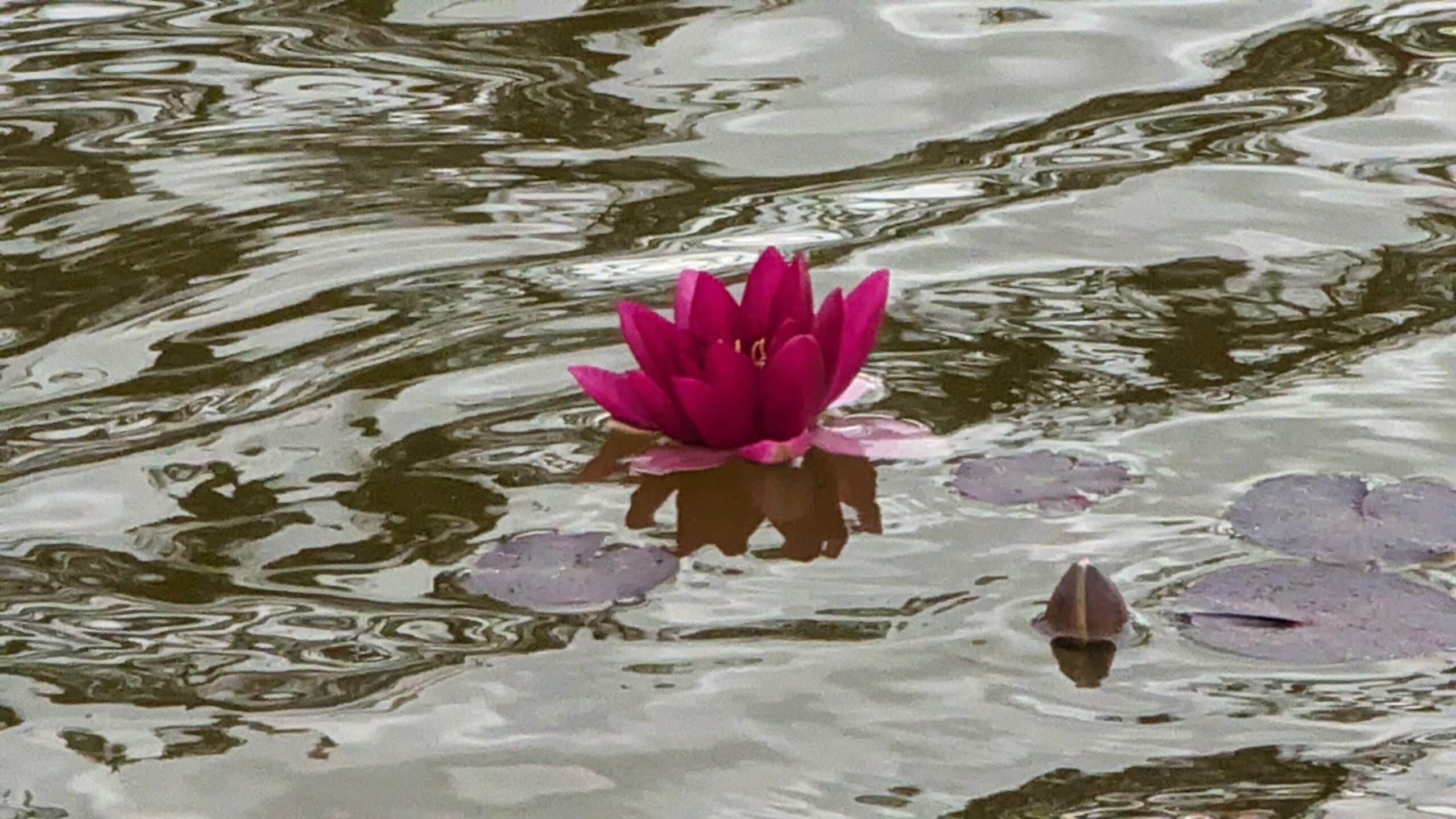 Eine rosa Seerose, die in einem Teich schwimmt.