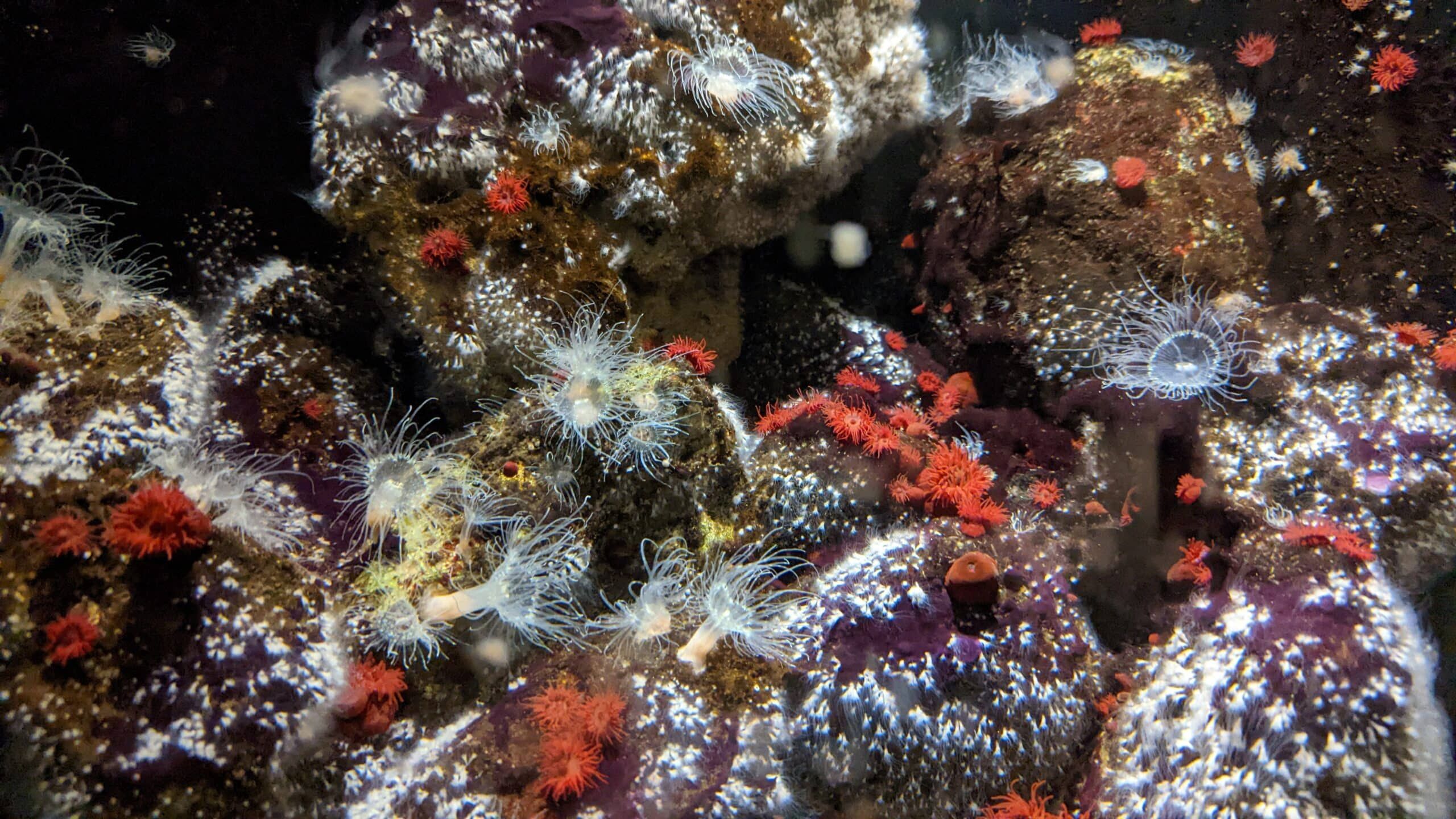 Eine Nahaufnahme einiger Korallen in einem Aquarium.