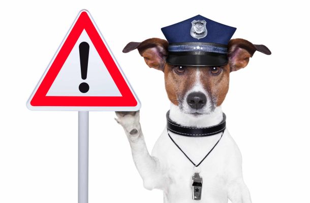 Ein Hund trägt einen Polizeihut und hält ein Warnschild in der Hand.