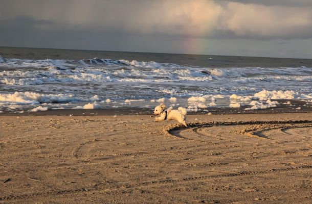 Ein Hund rennt am Strand mit einem Regenbogen am Himmel.
