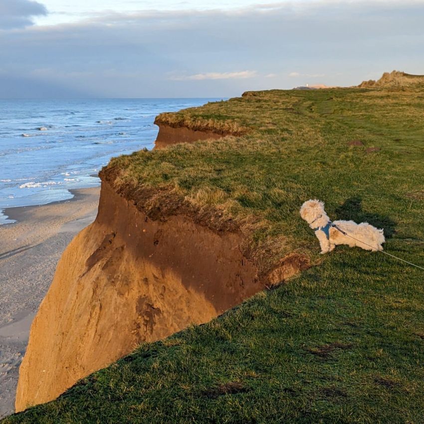 Ein Hund lässt einen Drachen auf einer Klippe mit Blick auf den Ozean steigen.