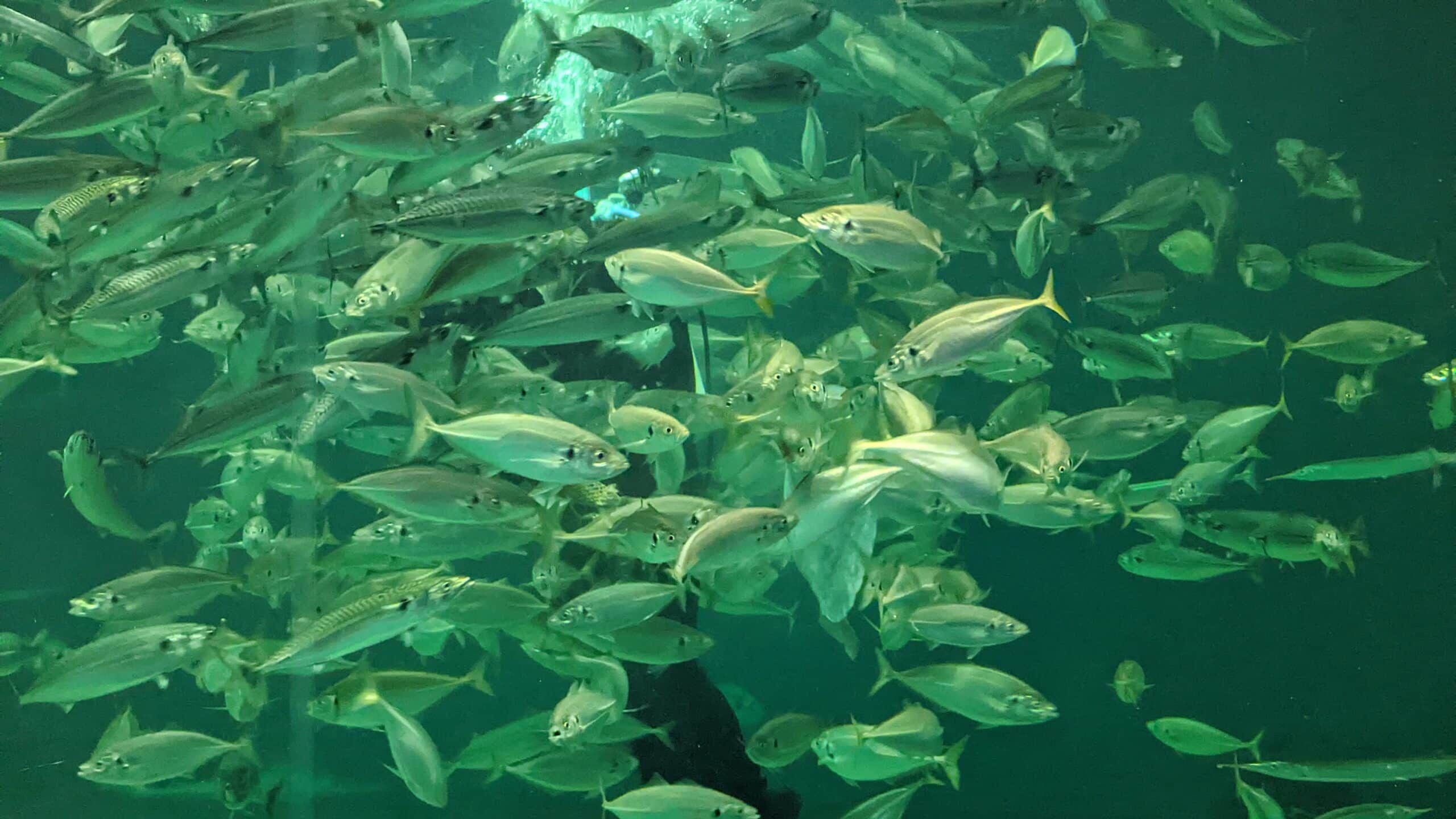 Eine große Gruppe Fische schwimmt in einem Aquarium.
