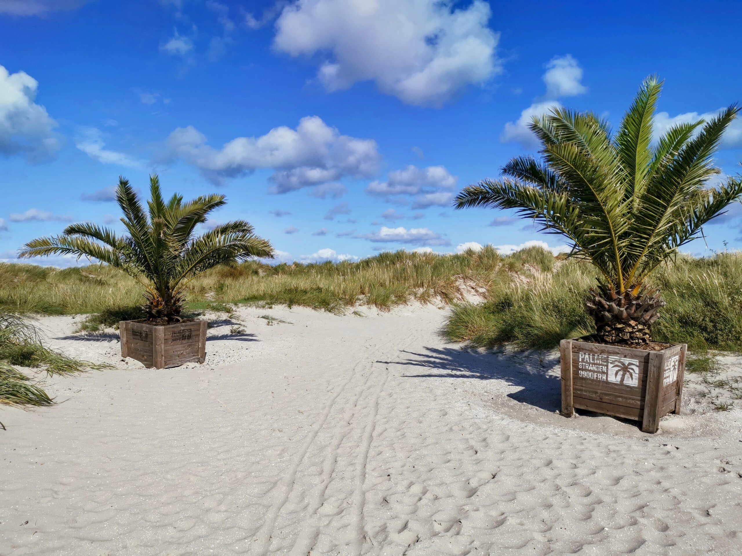 Zwei Palmen an einem Sandstrand.