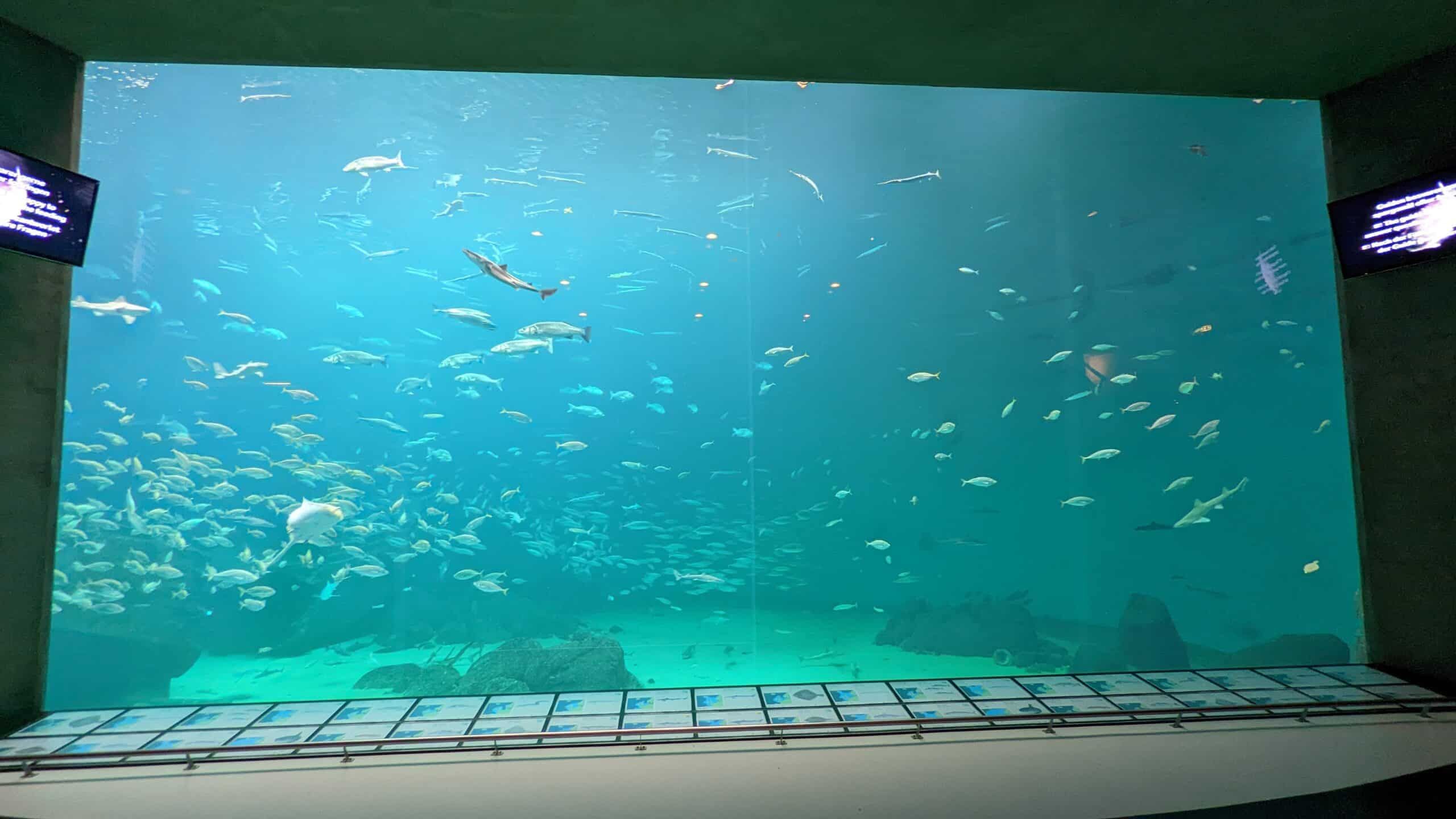 Ein großes Aquarium, in dem Fische schwimmen.
