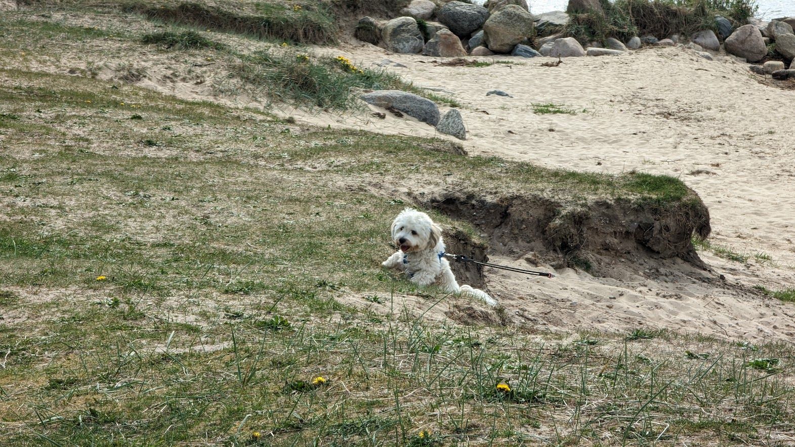 Ein Hund rennt im Sand am Strand.