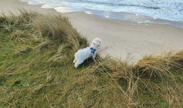 Ein weißer Hund steht auf einem grasbewachsenen Hügel in der Nähe des Ozeans.