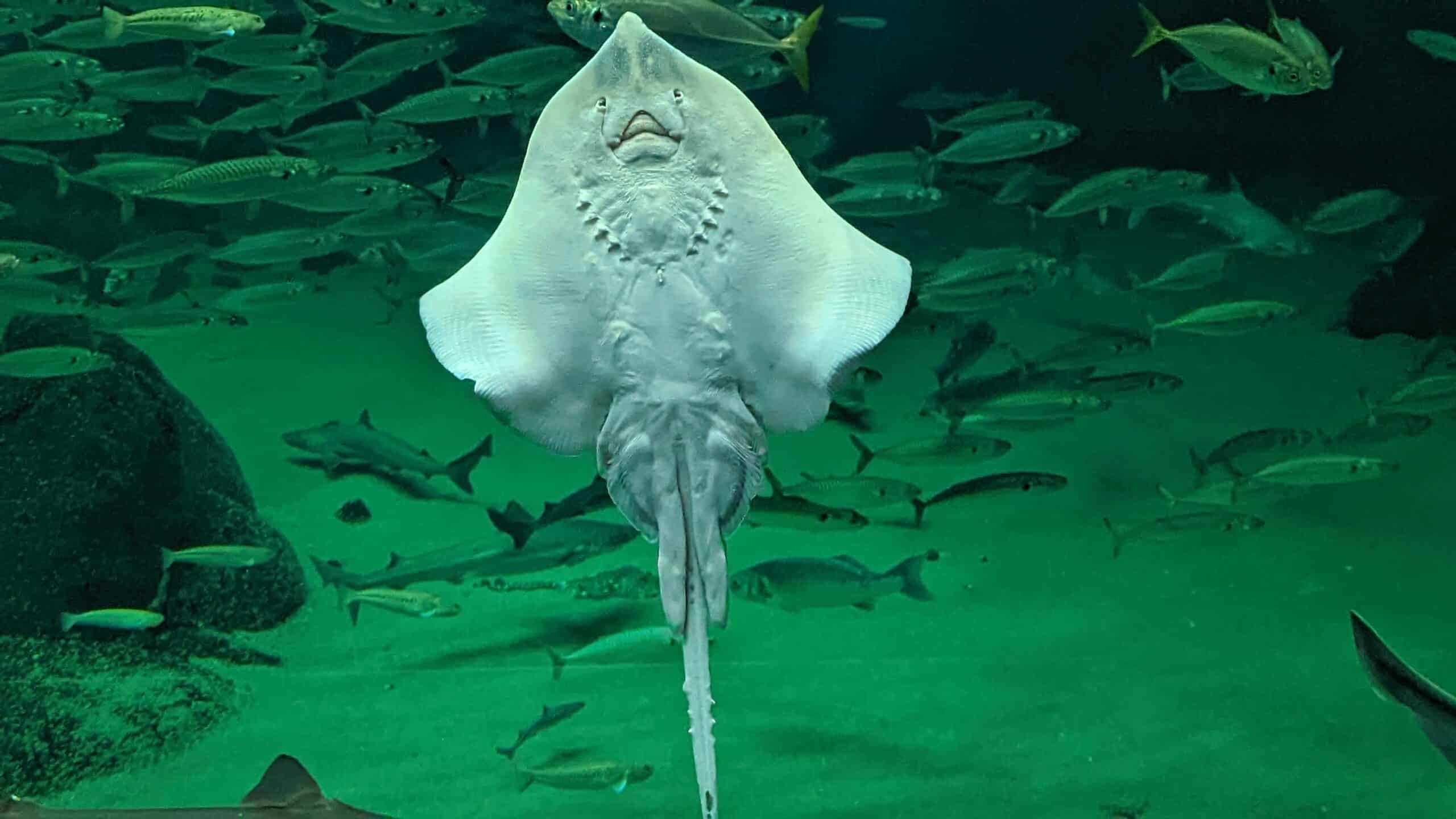 Ein Stachelrochen schwimmt mit anderen Fischen in einem Aquarium.