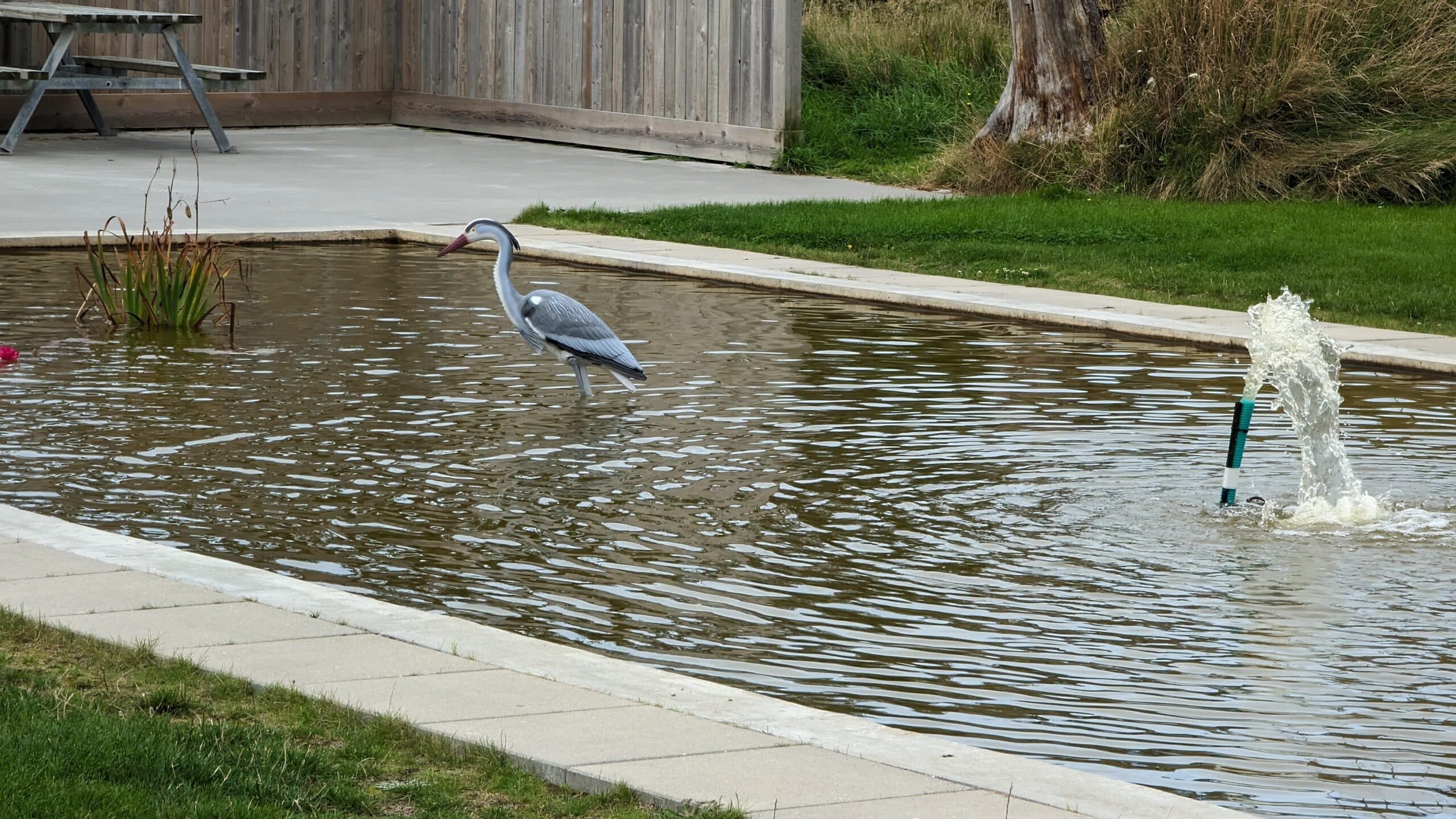 Ein Vogel steht in einem Teich.